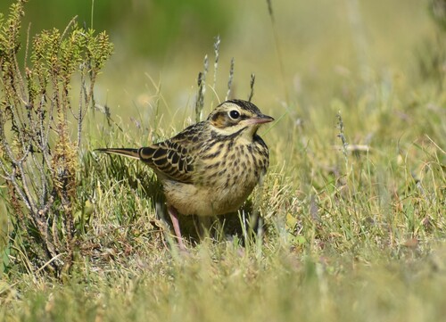 Mountain Pipit (Anthus hoeschi), photo 2