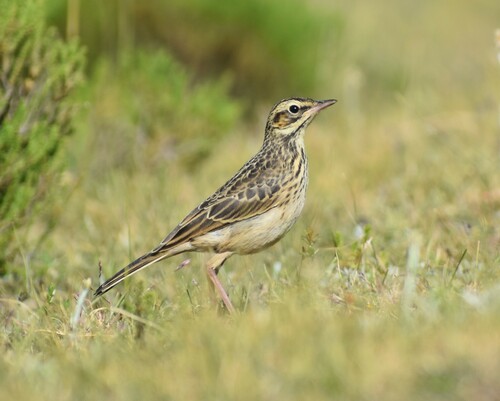 Mountain Pipit (Anthus hoeschi), photo 2
