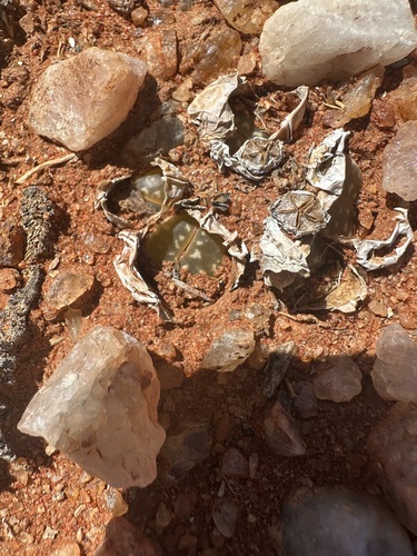 Foto de Pedra-viva