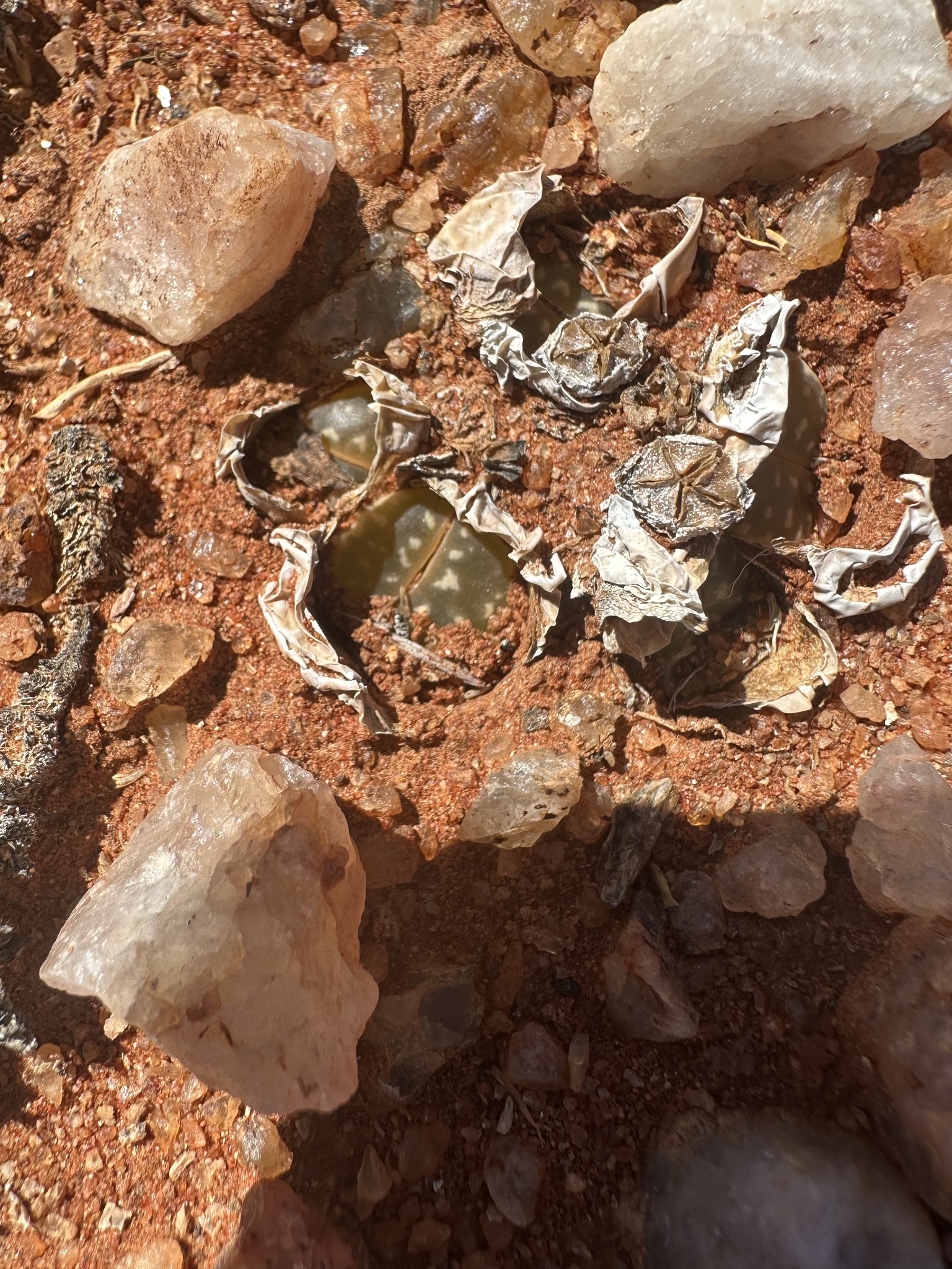 Imagem de Pedra-viva