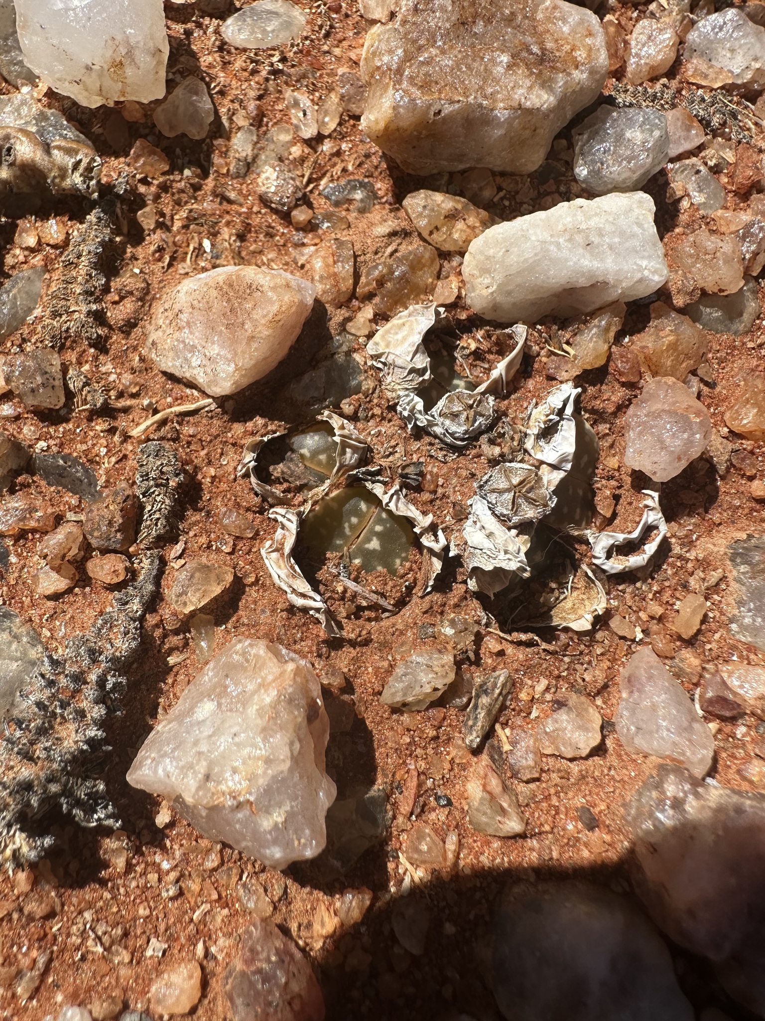 Imagem de Pedra-viva