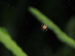 Neoscona menghaiensis