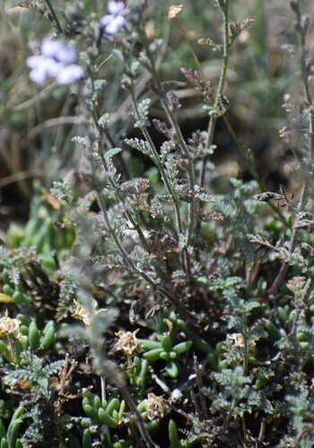 Image of Jamesbrittenia pristisepala by (c) Justin Ponder, some rights reserved (CC BY)