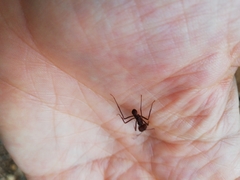 Atta cephalotes