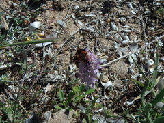 Dasyscolia ciliata