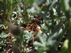 Dasyscolia ciliata