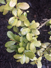 Buxus microphylla