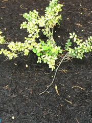 Buxus microphylla