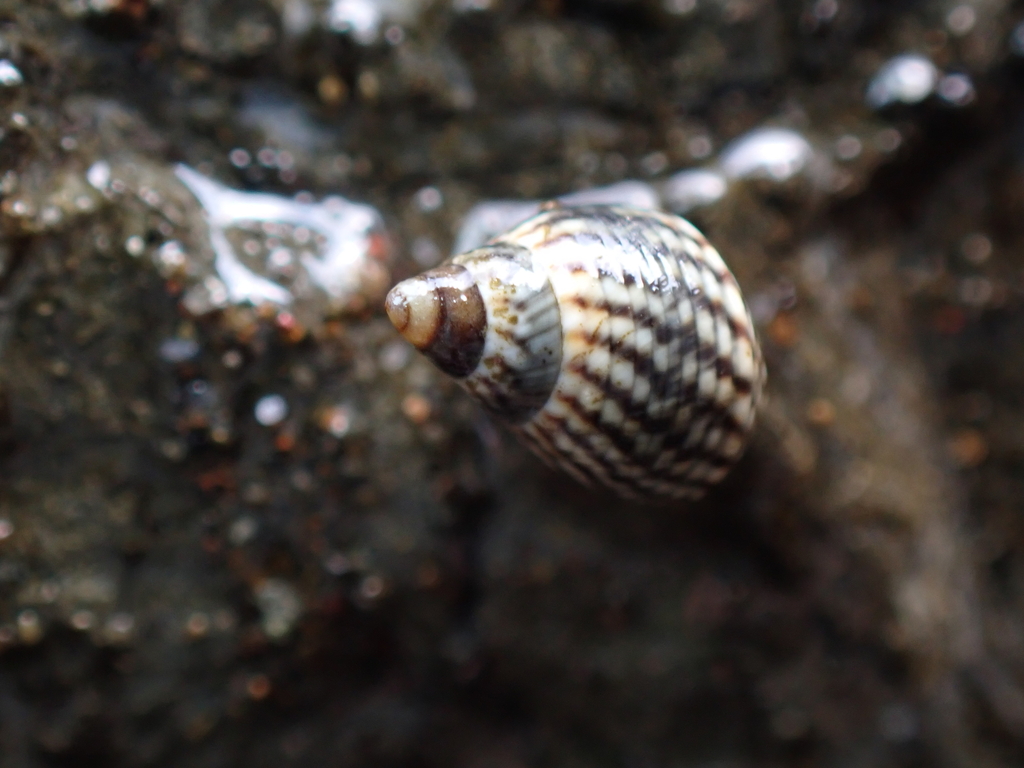 Echinolittorina dubiosa
