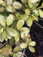 Buxus microphylla
