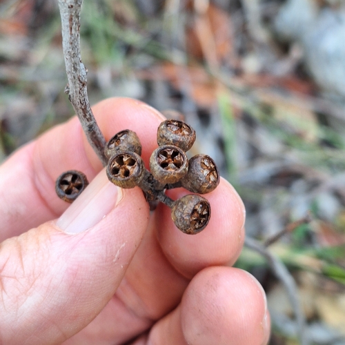 Image of Eucalyptus acmenoides by (c) Greg Tasney, some rights reserved (CC BY-SA)
