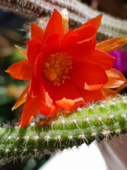 Lobivia silvestrii