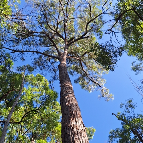 Image of White Mahogany (Eucalyptus acmenoides) by (c) Greg Tasney, some rights reserved (CC BY-SA)