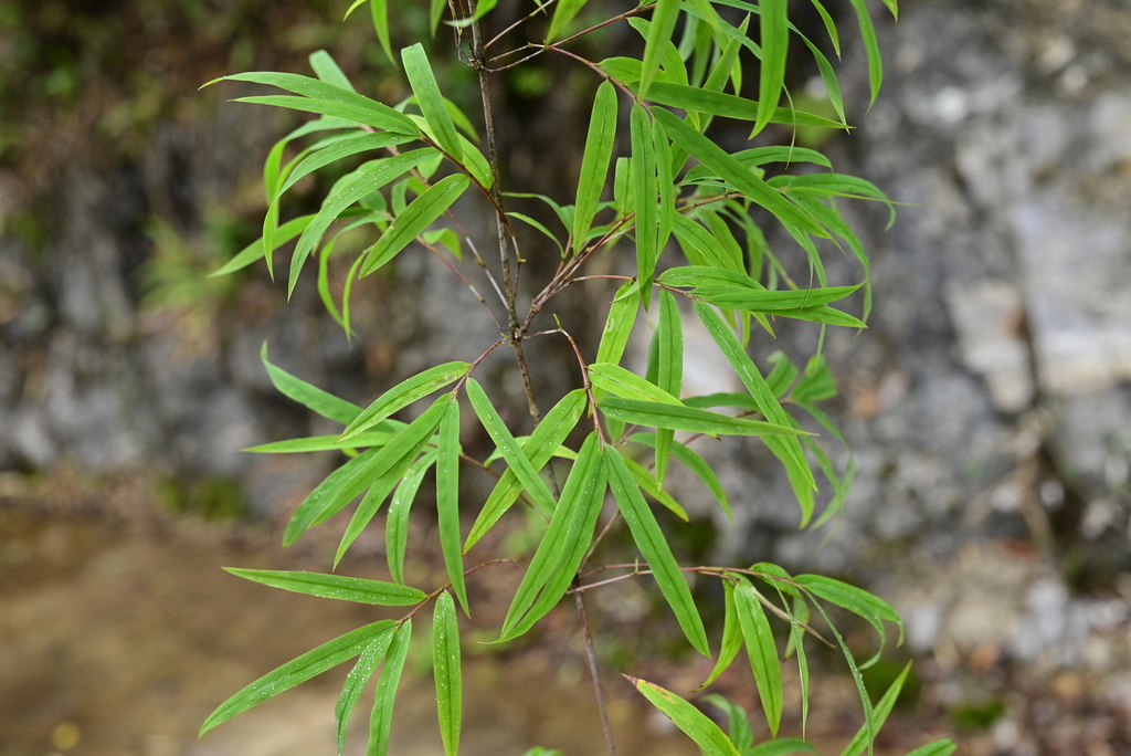 Ampelocalamus