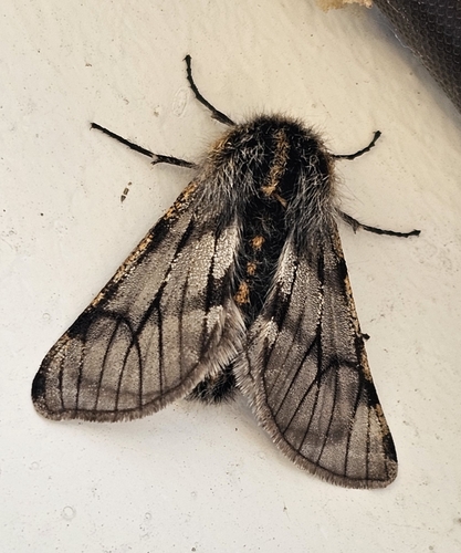 Twilight Moth