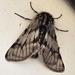 Twilight Moth - Photo (c) rkluzco, some rights reserved (CC BY-NC)
