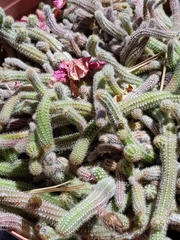 Lobivia silvestrii