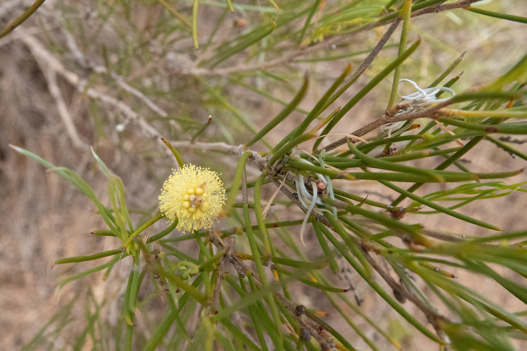 bottlebrushes from Dalwallinu, Western Australia, Australia on October ...