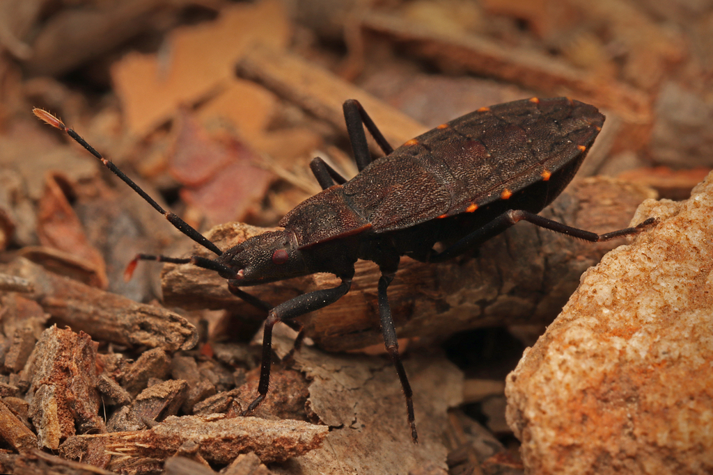 Hyocephalidae