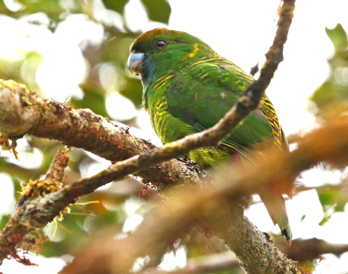 Psittacella picta, 2015-07-23