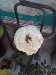 Rosa