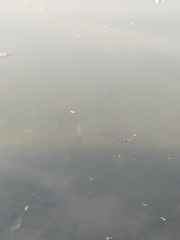 Herichthys carpintis