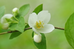 Philadelphus hirsutus