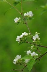Philadelphus hirsutus