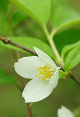 Philadelphus hirsutus