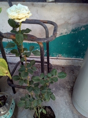 Rosa