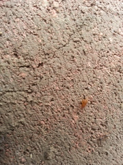 Myrmecophilus pergandei