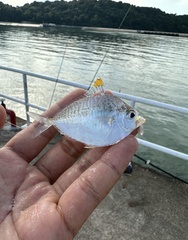 Orangefin Ponyfish photo 4