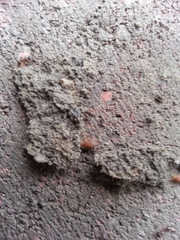 Myrmecophilus pergandei