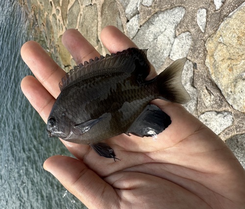 Dusky damsel-fish (Pomacentrus littoralis) — Pomacentridae — 4