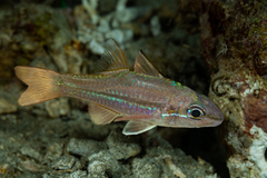 Lateralstripe Cardinalfish photo 1