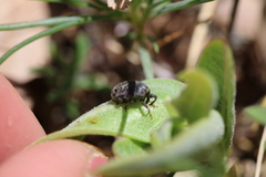 Rhyssomatus lineaticollis