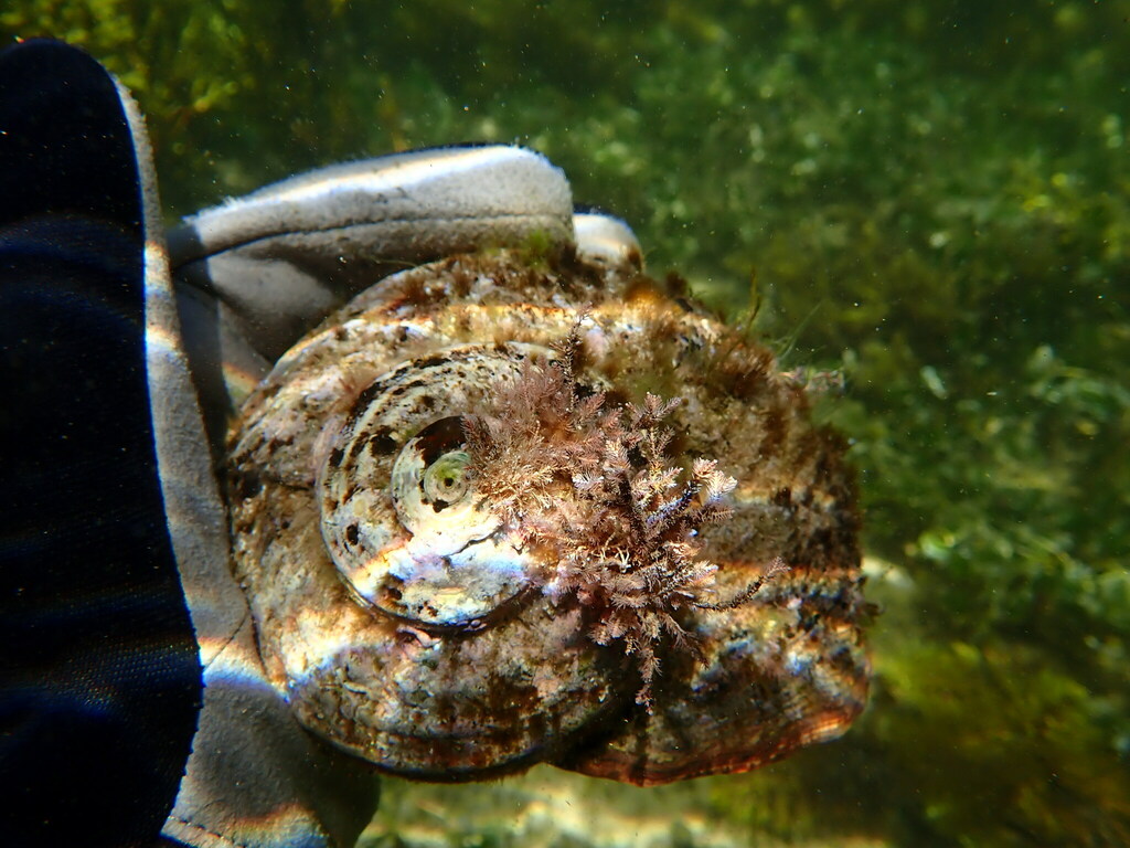 Rough turban shell from Marion - Central, AU-SA, AU on March 11, 2024 ...