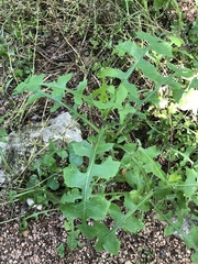 Lactuca floridana