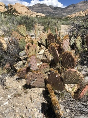 Opuntia mojavensis