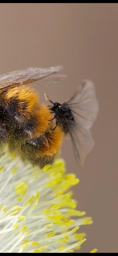 Stylops nevinsoni