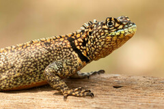 Chaco Spiny Lizard photo 3