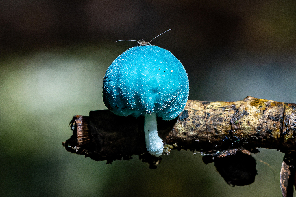 Coprinopsis pulchricaerulea