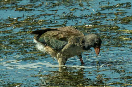 African Swamphen