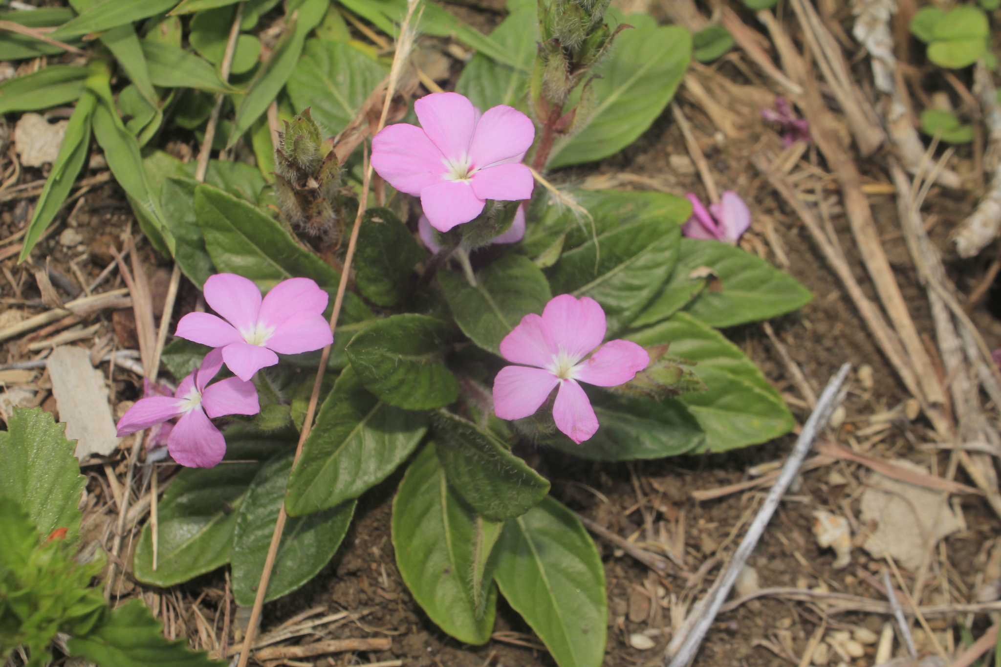 Stenandrium dulce var. dulce