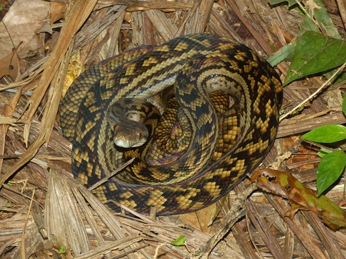 Australian Scrub Python sighting