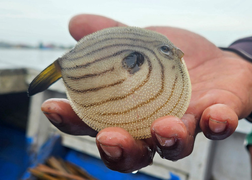 Narrow-lined puffer (Arothron manilensis) — Tetraodontidae — 2