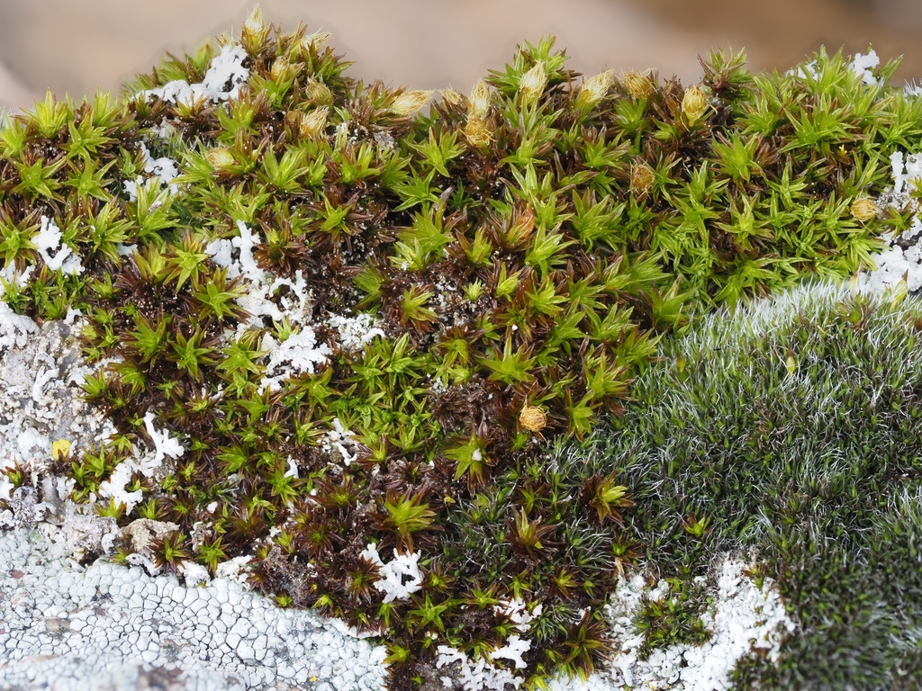 Orthotrichum urnigerum