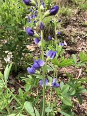 Baptisia australis