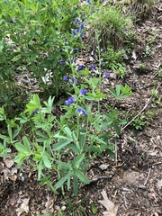 Baptisia australis