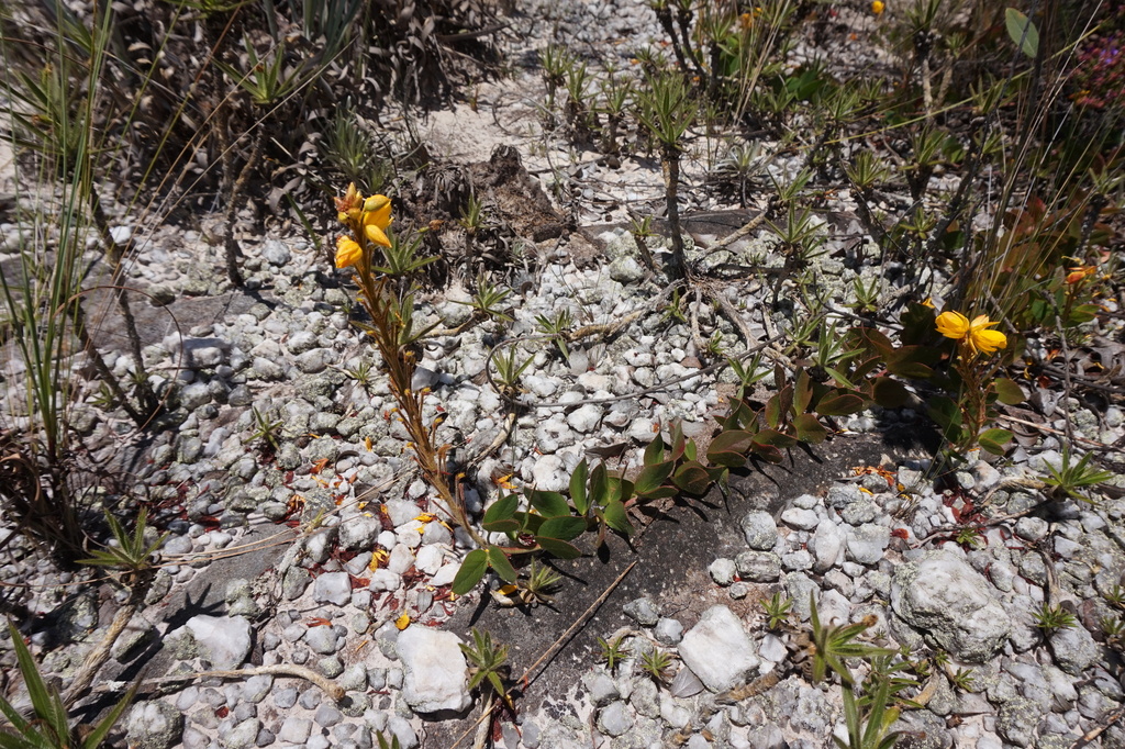 Chamaecrista herpestia